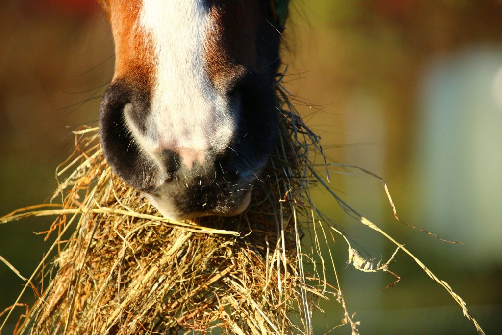 Fodring af hest og pony